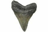 Juvenile Megalodon Tooth - South Carolina #310461-1